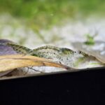 Feeder / Cull Shrimp