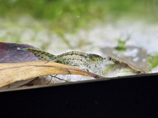 s-l1600-1 Feeder / Cull Shrimp