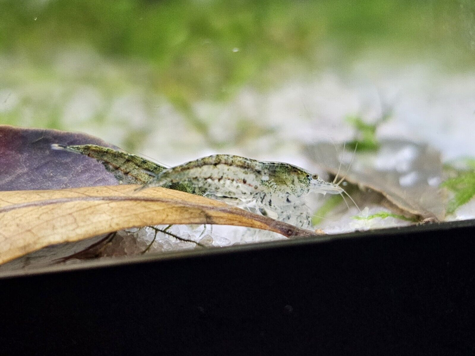 Feeder / Cull Shrimp