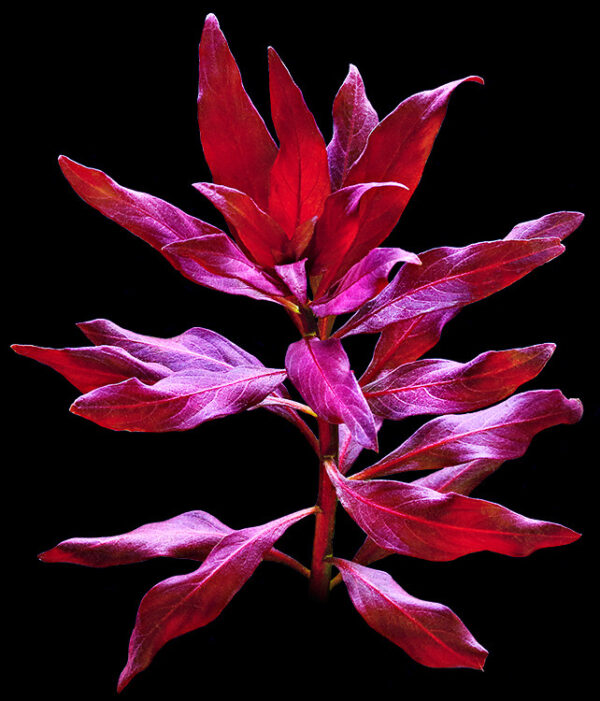 wp Ludwigia glandulosa 135.0176.00 detailaufnahme beschreibungsfoto klein