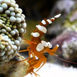Sexy Shrimp
