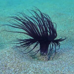 Tube Anemone
