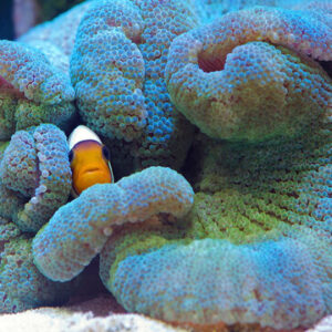Striped Haddon's Carpet Anemone