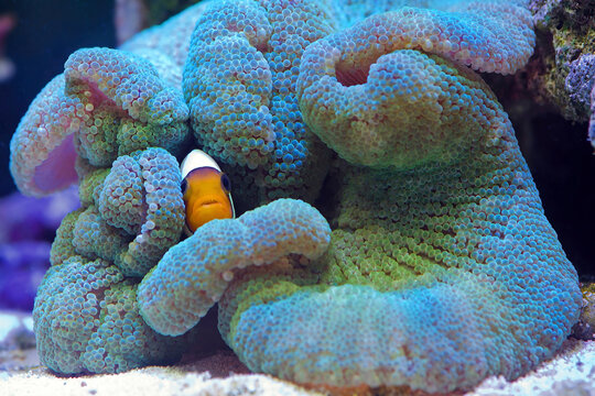 Striped Haddon's Carpet Anemone