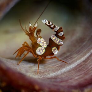 Sexy Shrimp