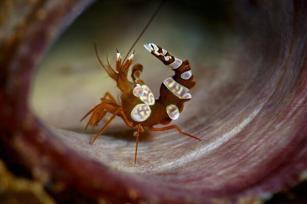 Sexy Shrimp