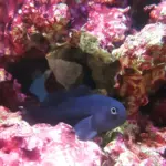 Black Clown Goby