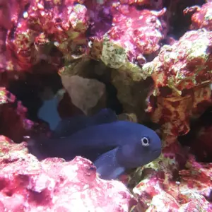 Black Clown Goby