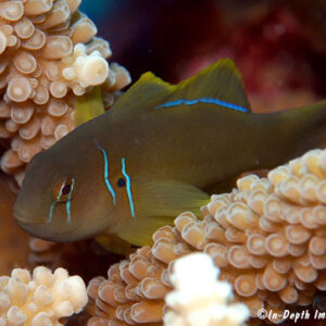 Citrinis Acropora Clown Goby