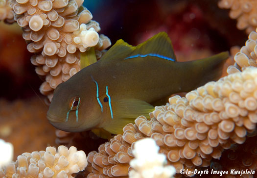 Citrinis Acropora Clown Goby