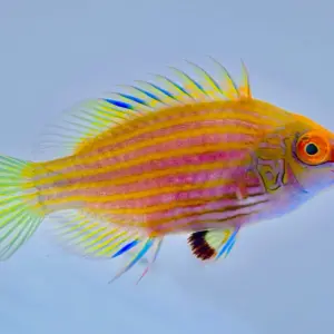 Pink Streak Wrasse