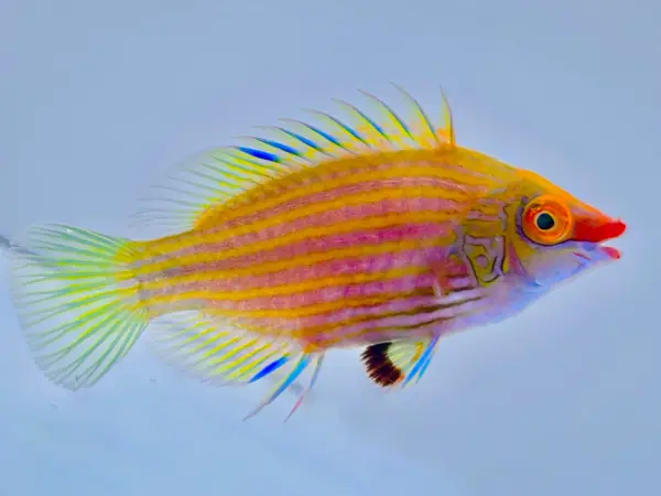 Pink Streak Wrasse