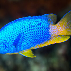 Neon Damsel