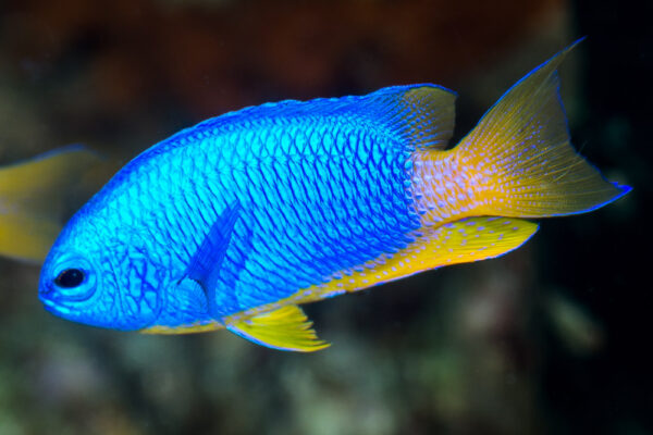 Neon Damsel