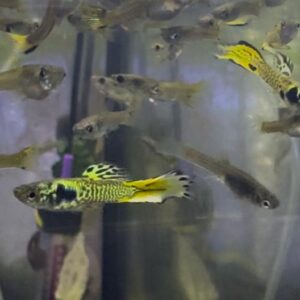 Tiger Endler