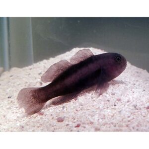 Black Clown Goby