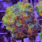 Acan Echinata