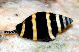Bumble Bee Snails