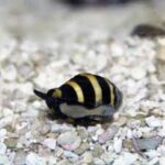 Bumble Bee Snails