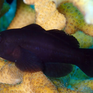 Black Clown Goby