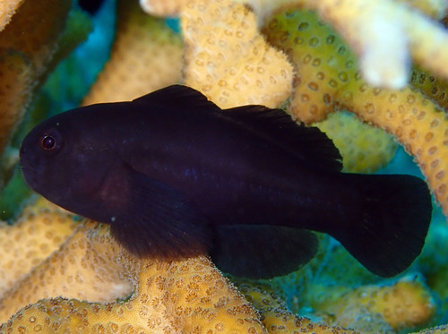 Black Clown Goby