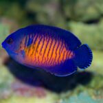 Coral Beauty Angelfish