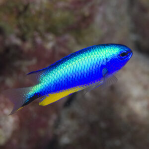 Neon Damsel