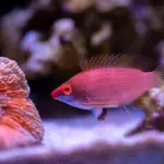 Pink Streak Wrasse