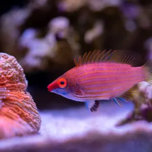 Pink Streak Wrasse