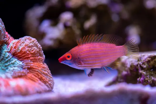 Pink Streak Wrasse