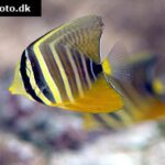 Sailfin Tang