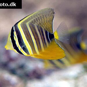 Sailfin Tang