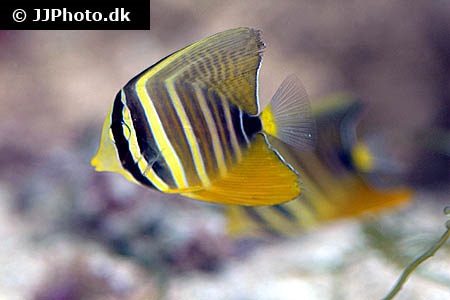 Sailfin Tang