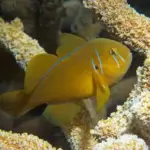 Citrinis Acropora Clown Goby