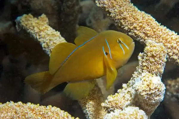 Citrinis Acropora Clown Goby