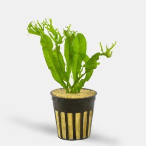 Java Fern Windelov