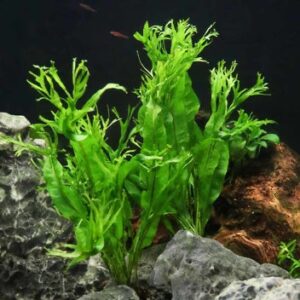 Java Fern Windelov
