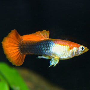 Red Tuxedo Blonde Guppy