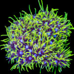 Green Star Polyps (GSP)