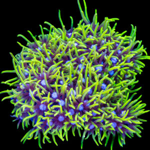 Green Star Polyps (GSP)