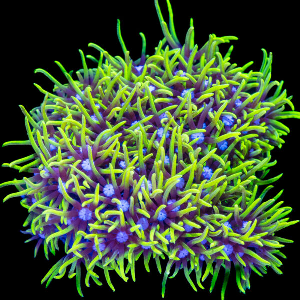 Green Star Polyps (GSP)