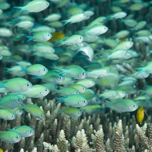 Blue Green Chromis