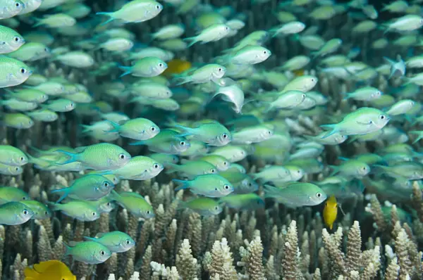 Blue Green Chromis