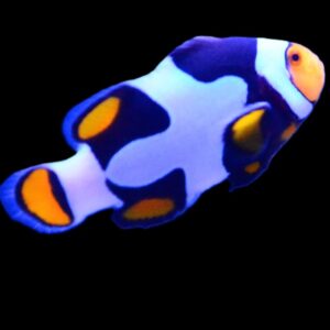 Picasso Clownfish