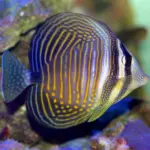 Desjardini Sailfin Tang