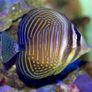 Desjardini Sailfin Tang