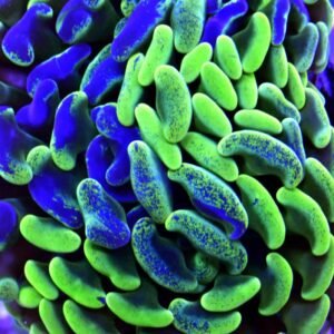 Marble Hammer Coral – Green & Purple