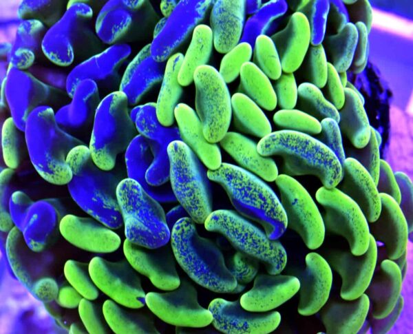 Marble Hammer Coral – Green & Purple