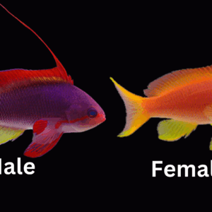 Female Lyretail Anthias