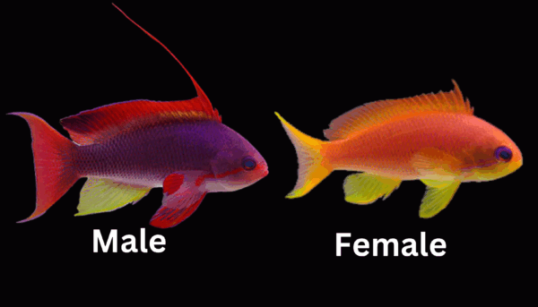 Female Lyretail Anthias